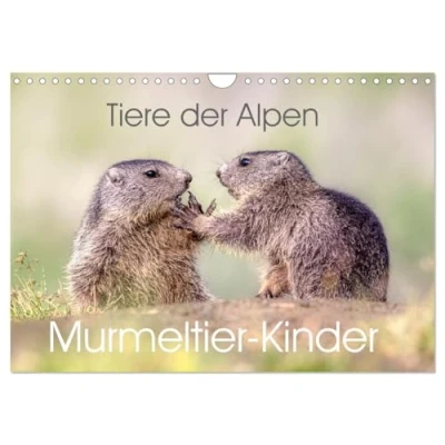 Abbildung von Tiere der Alpen Murmeltier Kinder (Wandkalender 2025 DIN A4 quer), CALVENDO Monatskalender