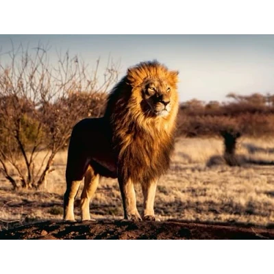 Abbildung von Ravensburger DER LÖWE KÖNIG Tiere Sonstige Accessoires, Größe: One Size, Mehrfarbig