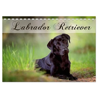 Abbildung von Labrador Retriever (Tischkalender 2025 DIN A5 quer), CALVENDO Monatskalender