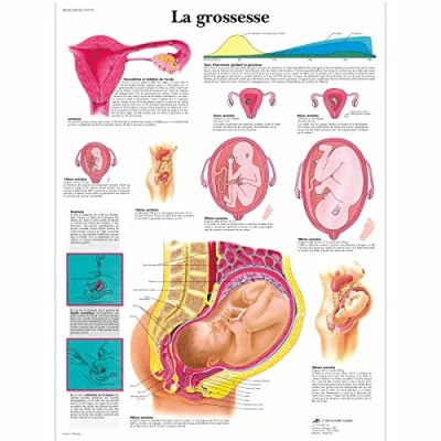 Abbildung von 3B Scientific Lehrtaffel laminiert La grossesse Französisch