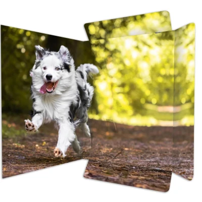 Abbildung von RNK Verlag Zeichenmappe A3 Hund