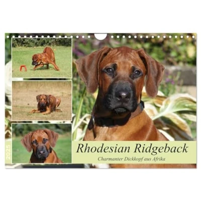 Abbildung von Rhodesian Ridgeback Charmanter Dickkopf aus Afrika (Wandkalender 2025 DIN A4 quer), CALVENDO Monatskalender