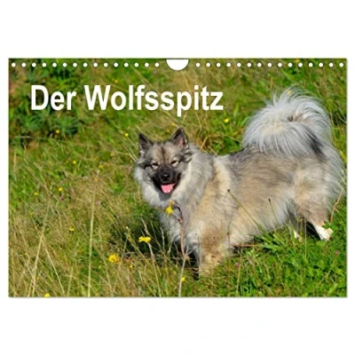 Abbildung von Der Wolfsspitz (Wandkalender 2025 DIN A4 quer), CALVENDO Monatskalender