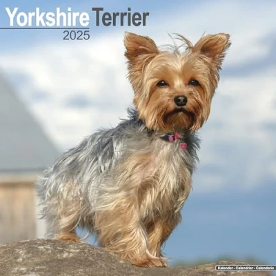 Abbildung von Yorkshire Terrier 2025 16 Monatskalender: Original Avonside Kalender [Mehrsprachig] [Kalender] (Wall Kalender)