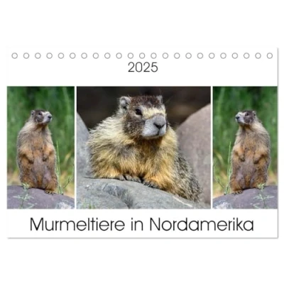 Abbildung von Murmeltiere in Nordamerika (Tischkalender 2025 DIN A5 quer), CALVENDO Monatskalender