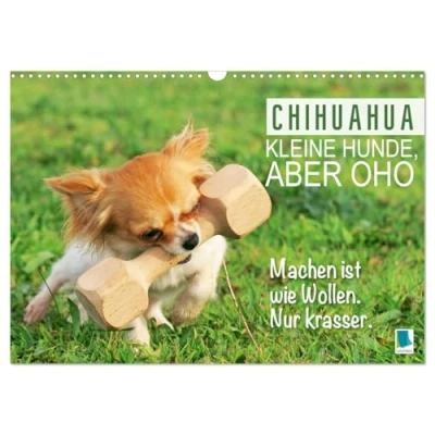 Abbildung von Chihuahua: Kleine Hunde, aber oho (Wandkalender 2025 DIN A3 quer), CALVENDO Monatskalender