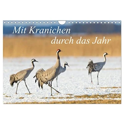 Abbildung von Mit Kranichen durch das Jahr (Wandkalender 2025 DIN A4 quer), CALVENDO Monatskalender
