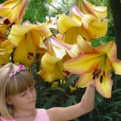 Abbildung von Rising Moon Riesenlilien (3 Zwiebeln), Winterharte Blumenzwiebeln aus Holland zum Garten Pflanzen (große Knollen, kein Samen, nicht künstlich) (Rising Moon)