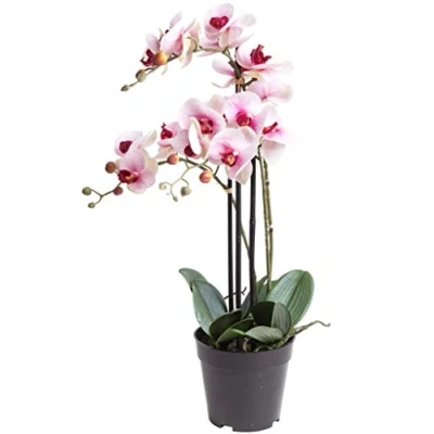 Abbildung von Botanic Haus Kunstorchidee &quot;Orchidee Bora&quot;