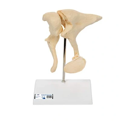 Abbildung von 3B Scientific Smart Anatomy Gehörknöchelchen Modell + kostenlose Anatomie App