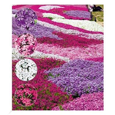 Abbildung von BALDUR Garten Winterharter Bodendecker Phlox Stauden &quot;Flowers of the Sea&quot;, 4er Pflanzen Mix, Polsterphlox Polster Flammenblume Polsterstauden Teppichphlox mehrjährig, subulata, trockenresistent
