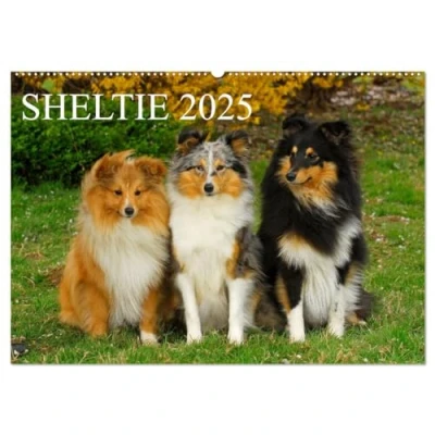 Abbildung von Sheltie 2025 (Wandkalender DIN A2 quer), CALVENDO Monatskalender