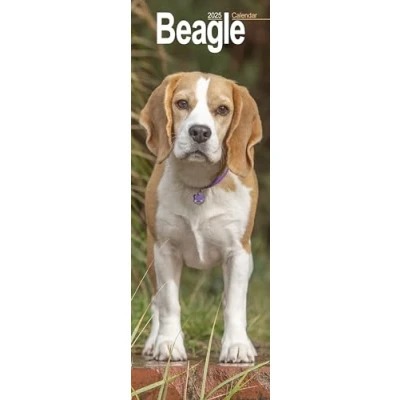 Abbildung von Beagle 2025: Original Avonside Kalender Slimline [Mehrsprachig] [Kalender] (Slimline Kalender)