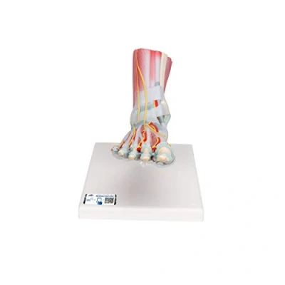 Abbildung von 3B Scientific M34/1 Skelettmodell des Fuß mit Bändern und Muskeln + kostenloser Anatomie Software Smart Anatomy