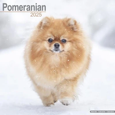 Abbildung von Pomeranians Zwergspitz Pomeranian 2025 16 Monatskalender: Original Avonside Kalender [Mehrsprachig] [Kalender] (Wall Kalender)