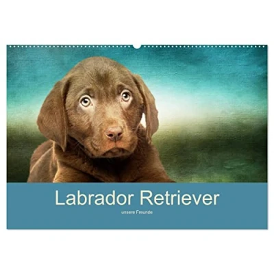Abbildung von Labrador Retriever unsere Freunde (Wandkalender 2025 DIN A2 quer), CALVENDO Monatskalender