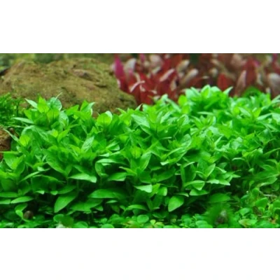 Abbildung von AquaOne Aquarium Pflanze Staurogyne repens I Wasserpflanze Aquariumpflanze Stängelpflanze voll durchwurzelt einfach pflegeleicht Aquascaping Dekoration