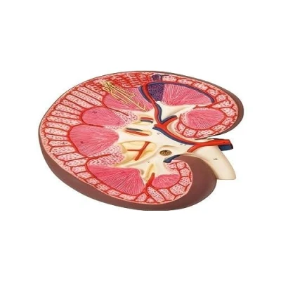 Abbildung von 3B Scientific Menschliche Anatomie Nierenschnitt, 3 fache Größe + kostenlose App Smart Anatomy