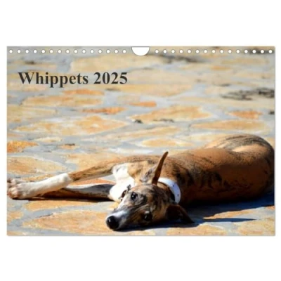 Abbildung von Whippet 2025 (Wandkalender DIN A4 quer), CALVENDO Monatskalender