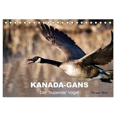 Abbildung von KANADA GANS Der &#039;hupende&#039; Vogel (Tischkalender 2025 DIN A5 quer), CALVENDO Monatskalender