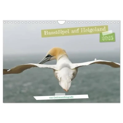Abbildung von Basstölpel auf Helgoland von Ostfriesenfotografie (Wandkalender 2025 DIN A4 quer), CALVENDO Monatskalender
