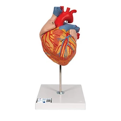 Abbildung von 3B Scientific Menschliche Anatomie Herzmodell, 2 fache Größe, 4 teilig + kostenlose App Smart Anatomy
