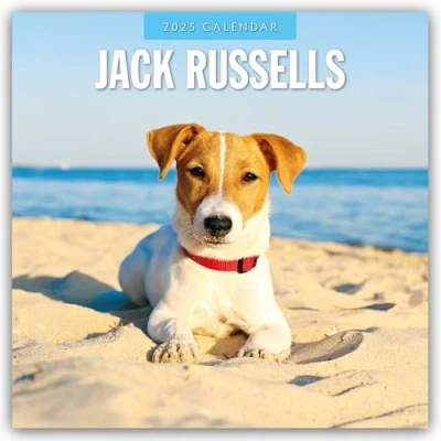 Abbildung von Jack Russells Russell Terrier 2025 16 Monatskalender: Original Red Robin Publishing Ltd Kalender [Mehrsprachig] [Kalender] (Wall Kalender)