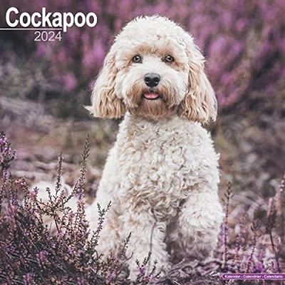 Abbildung von Cockapoo Cockapoos 2024 16 Monatskalender: Original Avonside Kalender [Mehrsprachig] [Kalender] (Wall Kalender)