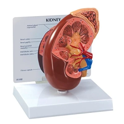 Abbildung von GPI Anatomicals 3250 Nierenmodell