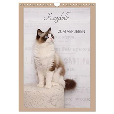 Abbildung von Ragdolls zum Verlieben (Wandkalender 2025 DIN A4 hoch), CALVENDO Monatskalender