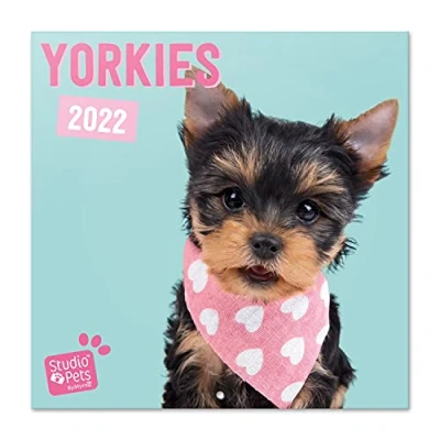 Abbildung von Grupo Erik Studio Pets Yorkshire Terrier Hunde Kalender 2022 Wandkalender Groß für 16 Monate