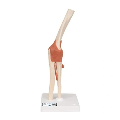 Abbildung von 3B Scientific Menschliche Anatomie Luxus Ellenbogengelenk Funktionsmodell + kostenlose App Smart Anatomy