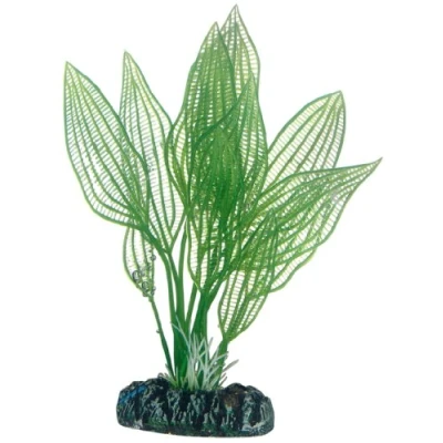 Abbildung von Dohse Aponogeton, 16 cm