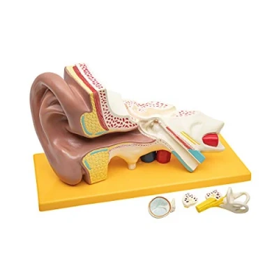 Abbildung von Elementary Anatomy Budget 4 teiliges Modell der menschlichen Ohranatomie mit Sockel, 3 fache Vergrößerung, Schulunterricht