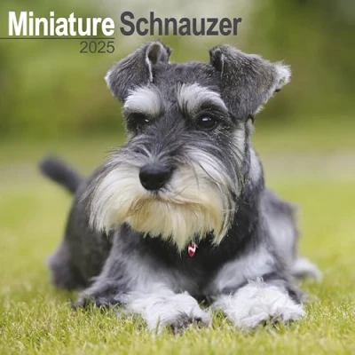 Abbildung von Miniature Schnauzer Zwergschnauzer 2025 16 Monatskalender: Original Avonside Kalender [Mehrsprachig] [Kalender] (Wall Kalender)