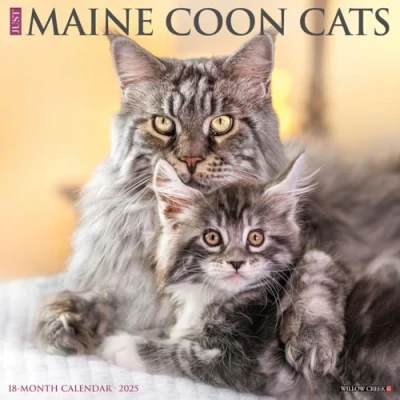Abbildung von Just Maine Coon Cats 2025 12 X Wall Calendar