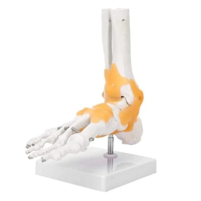 Abbildung von Medizinisches Anatomie Fußskelettmodell, erwachsenes menschliches Skelettband Fußknöchelgelenk Anatomisches Modell