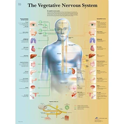 Abbildung von 3B Scientific Lehrtafel Das vegetative Nervensystem