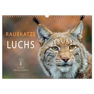 Abbildung von Raubkatze Luchs (Wandkalender 2025 DIN A3 quer), CALVENDO Monatskalender