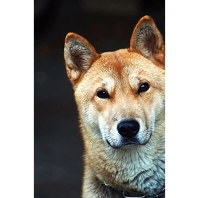 Abbildung von The Jindo Dog Journal: 150 page lined notebook/diary