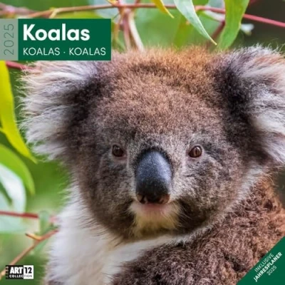 Abbildung von Koalas 2025, Wandkalender/Broschürenkalender im Hochformat (aufgeklappt 30x60 cm) Art12 Geschenk Kalender mit Monatskalendarium zum Eintragen