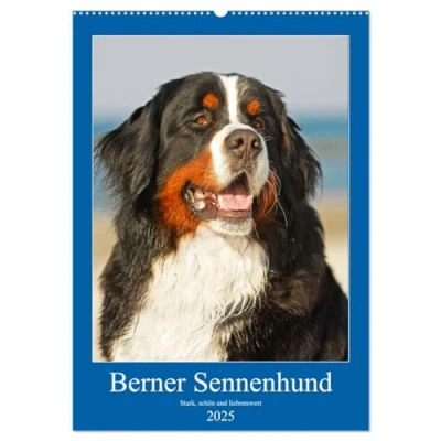 Abbildung von Berner Sennenhund stark, schön und liebenswert (Wandkalender 2025 DIN A2 hoch), CALVENDO Monatskalender