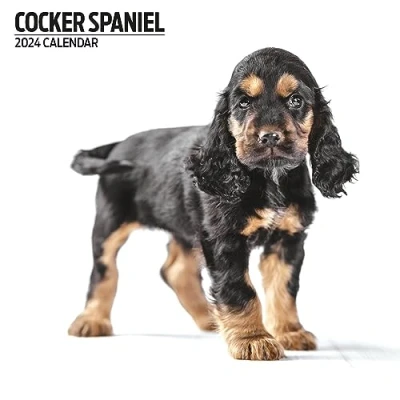 Abbildung von Cocker Spaniel Modern Kalender 2024