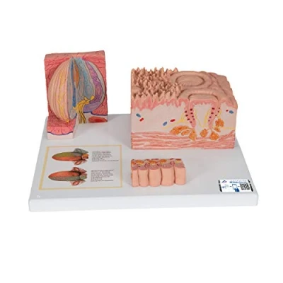 Abbildung von 3B Scientific Menschliche Anatomie MICROanatomie™ Zunge + kostenlose App Smart Anatomy