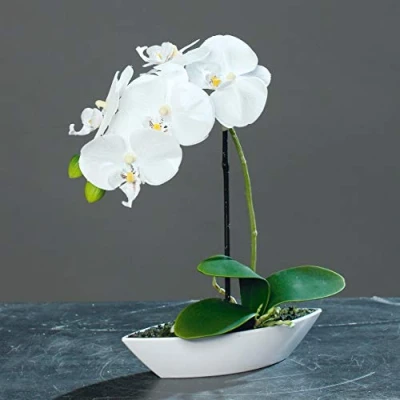 Abbildung von mucplants Kunstblume Orchidee Phalaenopsis im Kunststoff Schiffchen, Creme, ca. 30cm künstliche Orchidee, Zimmer oder Tischdekoration