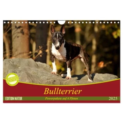 Abbildung von Bullterrier, Powerpakete auf 4 Pfoten (Wandkalender 2025 DIN A4 quer), CALVENDO Monatskalender