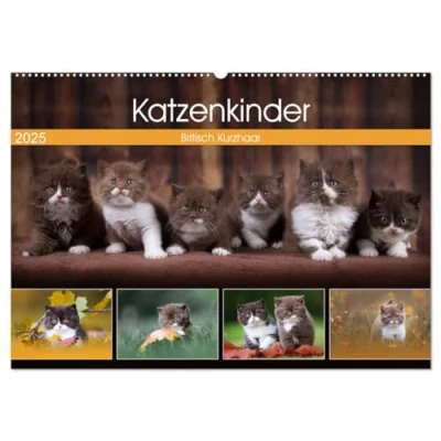 Abbildung von Katzenkinder Britisch Kurzhaar (Wandkalender 2025 DIN A2 quer), CALVENDO Monatskalender
