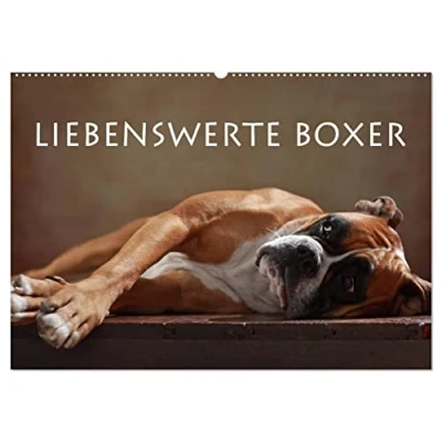 Abbildung von Liebenswerte Boxer (Wandkalender 2025 DIN A2 quer), CALVENDO Monatskalender