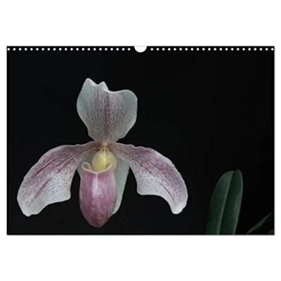 Abbildung von Frauenschuhe die schönsten Orchideen der Welt (Wandkalender 2025 DIN A3 quer), CALVENDO Monatskalender