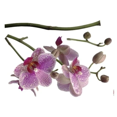 Abbildung von Komar Wandtattoo &quot;Orchidee&quot;, 100x70 cm (Breite x Höhe), selbstklebendes